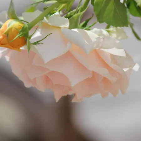 Le Chemin Du Village