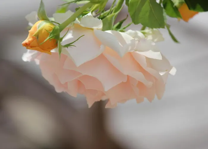 Le Chemin Du Village